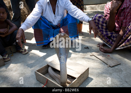 Alltag in Bangladesch; Ein Zigeuner wacht über seine Cobra Schlange. Stockfoto