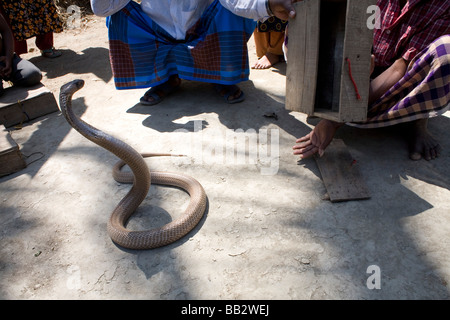 Alltag in Bangladesch; Ein Zigeuner wacht über seine Cobra Schlange. Stockfoto