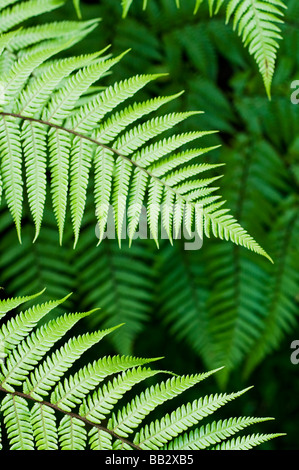 Farn Blatt Stockfoto