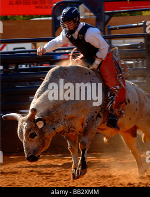 Rodeo Bull Rider Leistung in der Texas State Fair Rodeo arena Stockfoto