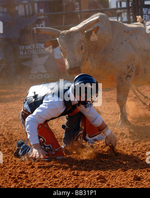 Rodeo Bull Rider Leistung an der Texas State Fair Rodeo Arena/Dallas 2008 Stockfoto