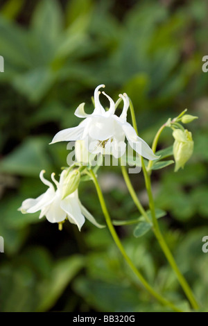 Weiße aquilegia Blüten, auch bekannt als Columbine oder Granny's Bonnet, blüht in einem englischen Garten, England Stockfoto