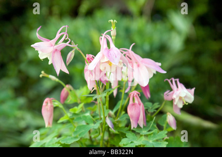 Rosa Aquilegia blüht in einem englischen Garten, auch bekannt als Granny's Bonnet, oder Columbine, eine winterharte Staude. VEREINIGTES KÖNIGREICH Stockfoto