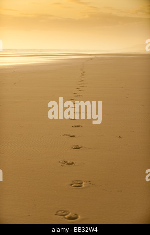 Herumgaloppieren eines Pferdes am Sandstrand von Ynyslas Strand Cardigan Bay Küste west wales UK, spät am Abend Stockfoto