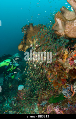 Weibliche Taucher, Schulbildung Kehrmaschinen (beginnt Ransonneti), Bandasee, Indonesien (RF)(MR) Stockfoto