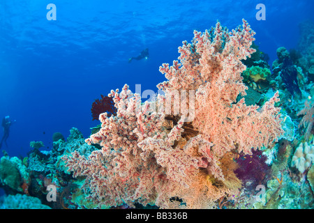 Taucher am Tukang Besi Marine zu bewahren, unberührte Riffen in der Nähe von Wakatobi Diver Resort, South Sulaweso, Indonesien, Südostasien Stockfoto