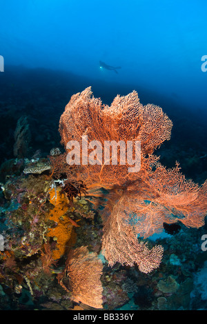 Taucher am Tukang Besi Marine zu bewahren, unberührte Riffen in der Nähe von Wakatobi Diver Resort, South Sulaweso, Indonesien, Südostasien Stockfoto