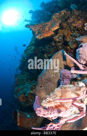 Taucher am Tukang Besi Marine zu bewahren, unberührte Riffen in der Nähe von Wakatobi Diver Resort, South Sulaweso, Indonesien, Südostasien Stockfoto