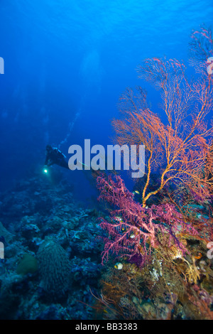 Taucher am Tukang Besi Marine zu bewahren, unberührte Riffen in der Nähe von Wakatobi Diver Resort, South Sulaweso, Indonesien, Südostasien Stockfoto