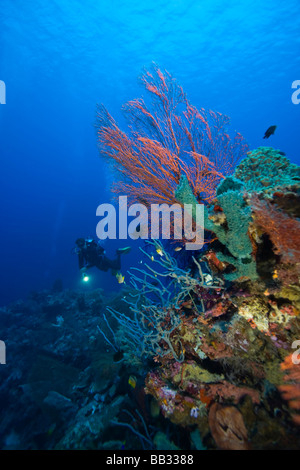 Taucher am Tukang Besi Marine zu bewahren, unberührte Riffen in der Nähe von Wakatobi Diver Resort, South Sulaweso, Indonesien, Südostasien Stockfoto