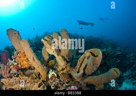 Taucher am Tukang Besi Marine zu bewahren, unberührte Riffen in der Nähe von Wakatobi Diver Resort, South Sulaweso, Indonesien, Südostasien Stockfoto