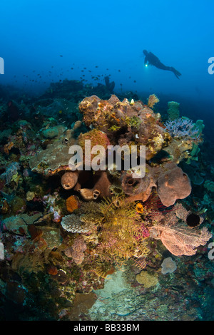 Taucher am Tukang Besi Marine zu bewahren, unberührte Riffen in der Nähe von Wakatobi Diver Resort, South Sulaweso, Indonesien, Südostasien Stockfoto