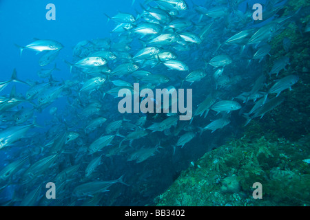 Indonesien, Bali Provinz, Tulamben. (MR) Taucher und Schulbildung-Buchsen (Caranx Sexfasciatus), Liberty Schiffbruch erleiden. Stockfoto