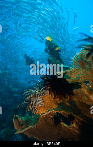 Indonesien, Bali Provinz, Tulamben. (MR) Taucher und Schulbildung-Buchsen (Caranx Sexfasciatus), Liberty Schiffbruch erleiden. Stockfoto