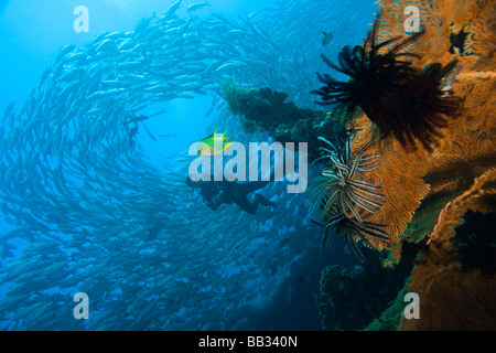 Indonesien, Bali Provinz, Tulamben. (MR) Taucher und Schulbildung-Buchsen (Caranx Sexfasciatus), Liberty Schiffbruch erleiden. Stockfoto