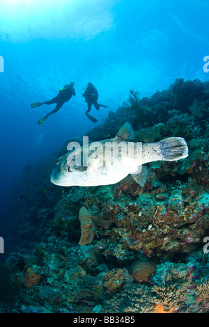 Indonesien, Süd-Sulawesi Provinz, Wakatobi Archipel Meeresschutzgebiet. Star Puffer und Taucher. Stockfoto