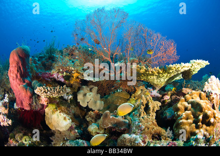 Indonesien, Süd-Sulawesi Provinz, Wakatobi Archipel Meeresschutzgebiet. Butterflyfish und Korallen. Stockfoto