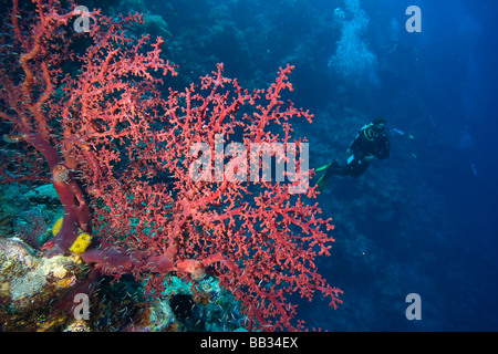 Indonesien, Süd-Sulawesi Provinz, Wakatobi Archipel Meeresschutzgebiet. (MR) Taucher am Tukang Besi Marine zu bewahren. Stockfoto