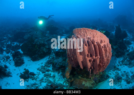 Indonesien, Süd-Sulawesi Provinz, Wakatobi Archipel Meeresschutzgebiet. (MR) Taucher und Meeresleben. Stockfoto