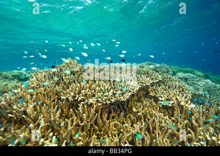 Indonesien, Süd-Sulawesi Provinz, Wakatobi Archipel Meeresschutzgebiet. Blau grün Chromis (Chomis Viridis). Stockfoto