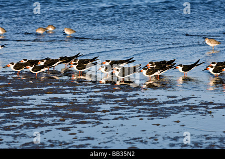 Schwarz-Skimmer Herde Schlafplatz auf dem Wasser Stockfoto