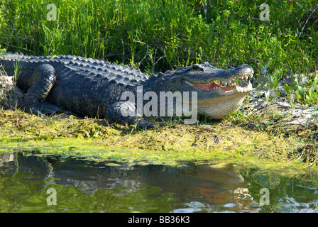 USA, Florida, Brevard, Merritt Island National Wildlife Refuge, schwarzen Punkt Wildnis-Antrieb. Amerikanischer Alligator Stockfoto
