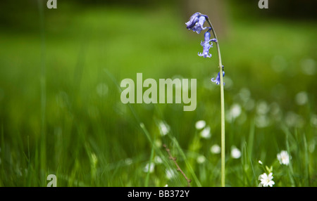 Eine einsame Glockenblume. Macclesfield Wald, Macclesfield, Cheshire, Vereinigtes Königreich. Stockfoto