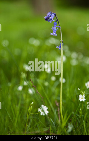 Eine einsame Glockenblume. Macclesfield Wald, Macclesfield, Cheshire, Vereinigtes Königreich. Stockfoto