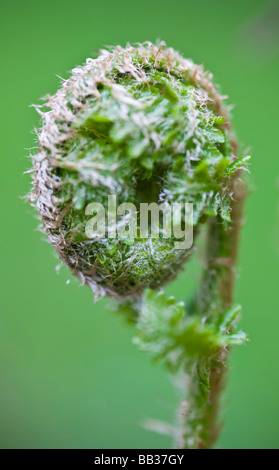 Lockige Farne. Macclesfield Wald, Macclesfield, Cheshire, Vereinigtes Königreich. Stockfoto