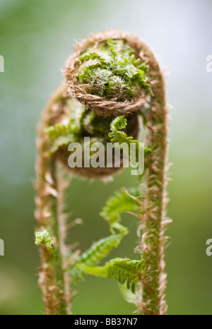 Lockige Farne. Macclesfield Wald, Macclesfield, Cheshire, Vereinigtes Königreich. Stockfoto