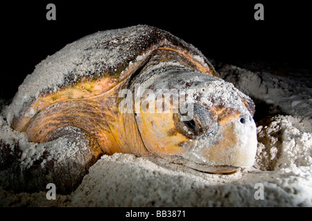Meeresschildkröten, die Caretta caretta Stockfoto