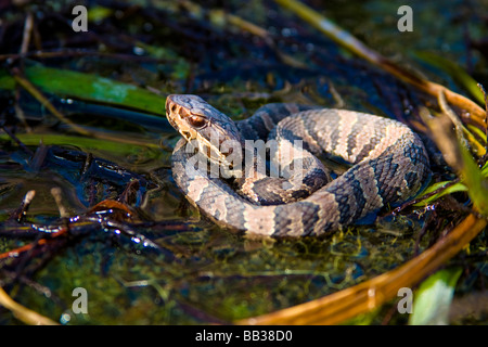 Der Wasser-Mokassin ist eine giftige Grubenotter Art im östlichen uns gefunden. Der Mokassin ist auch bekannt als die Baumwolle Mund. Stockfoto