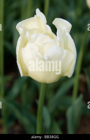 Tulipa 'Maria Kaczyńska"- Triumph (div. 3) Stockfoto