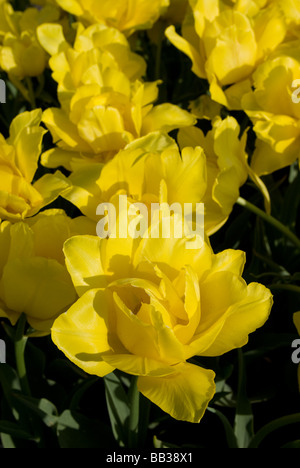 Tulipa "Monte Carlo" - doppelte frühen (div. 2) Stockfoto