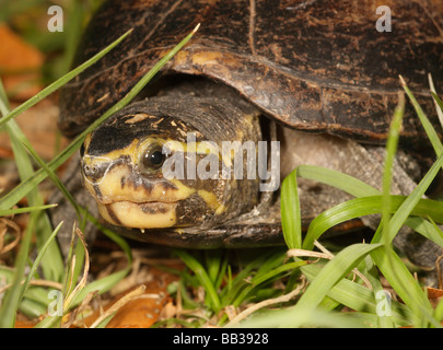 Gestreifte Schlamm Schildkröte (Kinosternon Baurii) Zentral-Florida Stockfoto