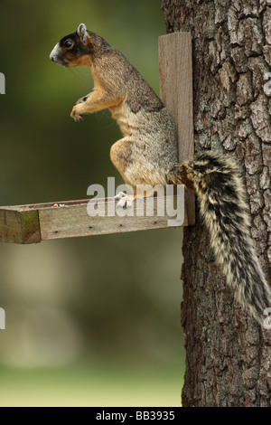 Shermans Fuchs, Eichhörnchen auf Feeder (Sciurus Niger Shermani) Zentral-Florida Stockfoto