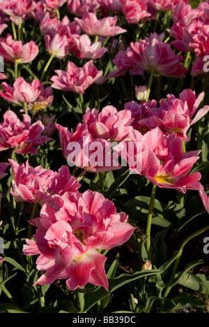 Tulipa 'Peach Blossom' - doppelte frühen (div. 2) Stockfoto