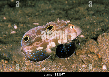 Twinspot Grundel oder Signigobius Biocellatus. Stockfoto