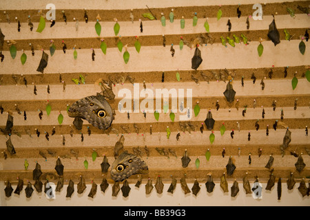 Südamerika, Ecuador, Mindo.  Mindo Schmetterlingsfarm, Schmetterlinge schlüpfen aus Kokons in verschiedenen Stadien der Metamorphose. Stockfoto