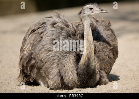 Amerikanische Rhea oder gemeinsame Rhea - Rhea americana Stockfoto