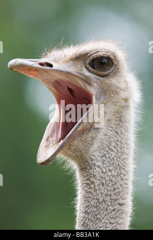 Südlichen Strauß - Struthio Camelus australis Stockfoto