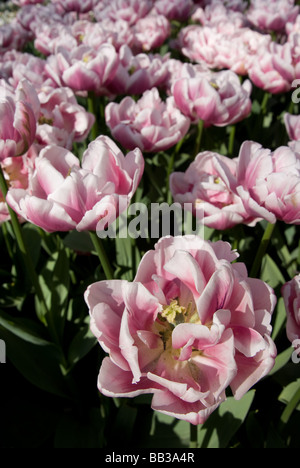 Tulipa 'Melrose' - doppelte frühen (div. 2) Stockfoto