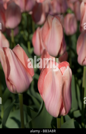 Tulipa "Poco Loco" - Fosteriana (div. 13) Stockfoto