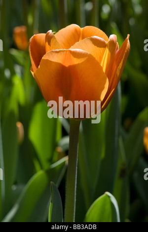 Tulipa 'Brown Sugar"- Triumph (div. 3) Stockfoto