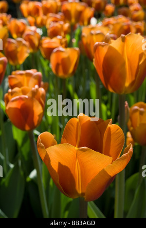 Tulipa 'Brown Sugar"- Triumph (div. 3) Stockfoto