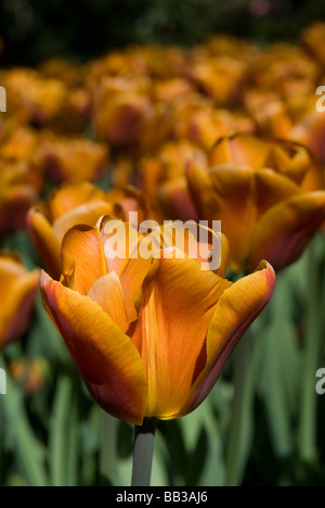 Tulipa 'Brown Sugar"- Triumph (div. 3) Stockfoto