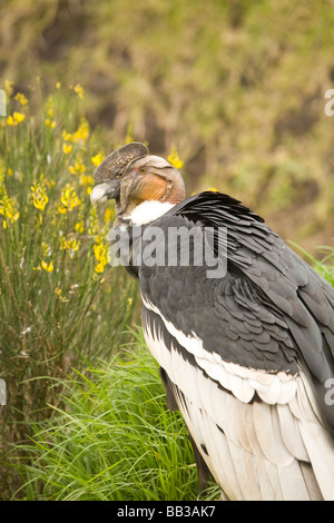 Südamerika, Ecuador, Andenkondor (Vultur Kondor) am Parque Condor, eine Reserve für gerettete Greifvögel in der Nähe von Otavalo Stockfoto