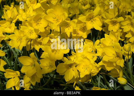 Tulipa Sylvestris (Wilde Tulpe) - Arten (div.15) Stockfoto