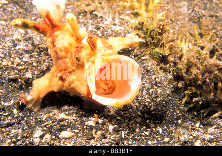 Wartskin Anglerfisch, oder Antennarius Maculatus. Stockfoto