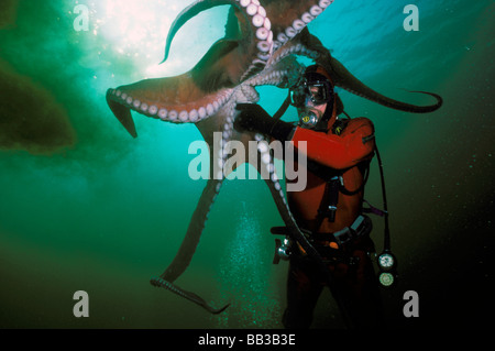 Pacific Northwest. Pazifische Riesenkrake, Krake Dofleini, Freigabe von Tinte. Stockfoto